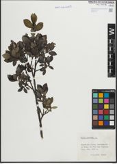 Foto von Salix hastata L.